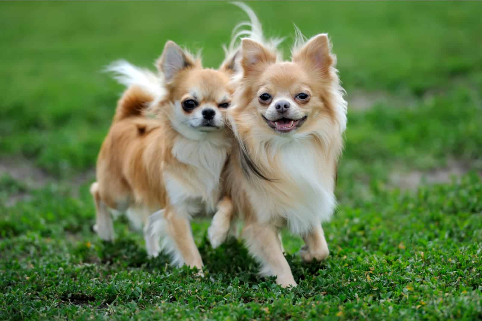Zwei Langhaar-Chihuahua-Hund auf grünem Sommergras