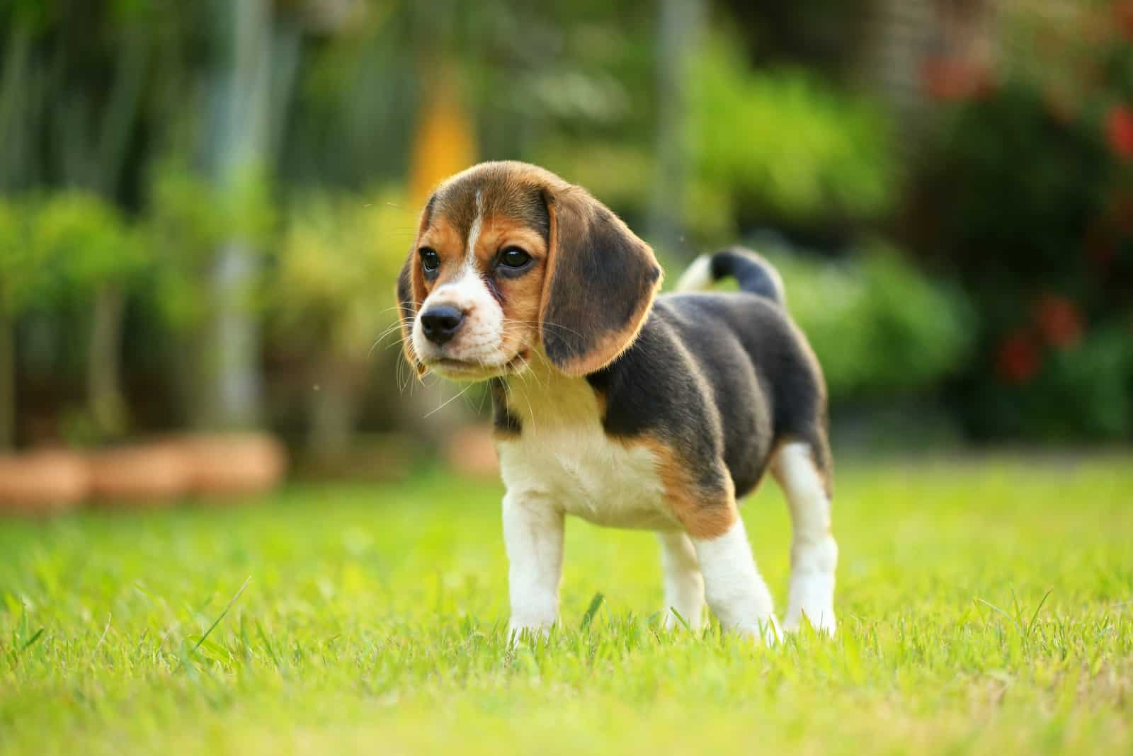 entzückender kleiner Beagle-Welpen