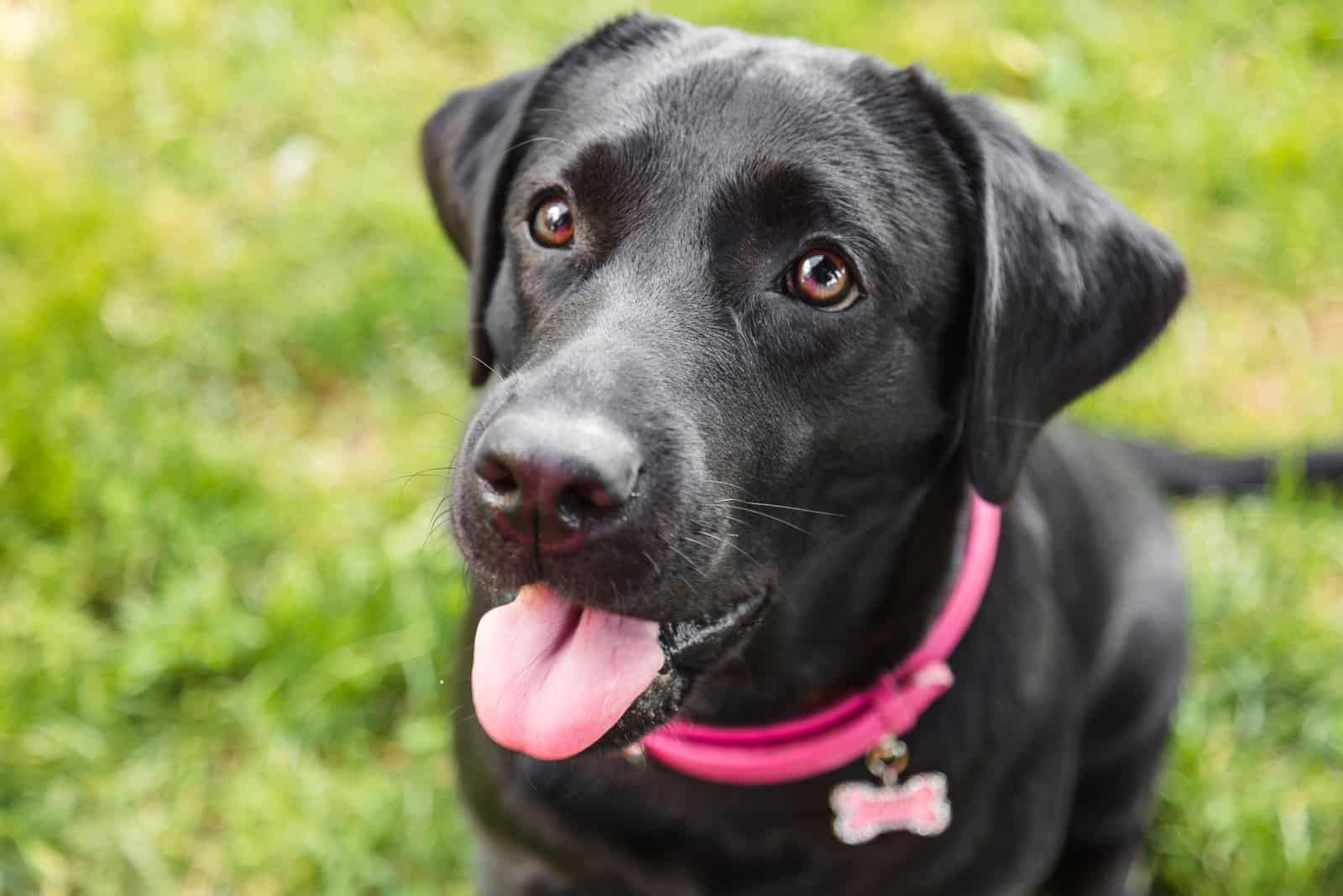 schöne weibliche Labrador schwarz