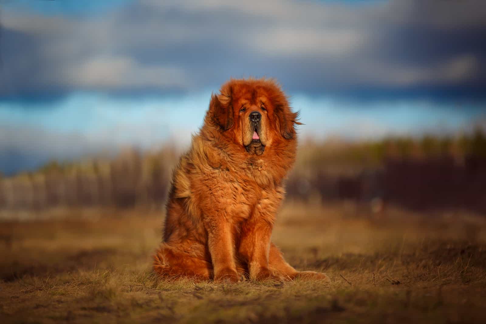 schöner tibetischer Mastiff