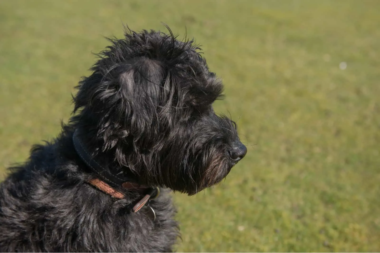 schwarzer schnoodle hund draußen auf dem gras