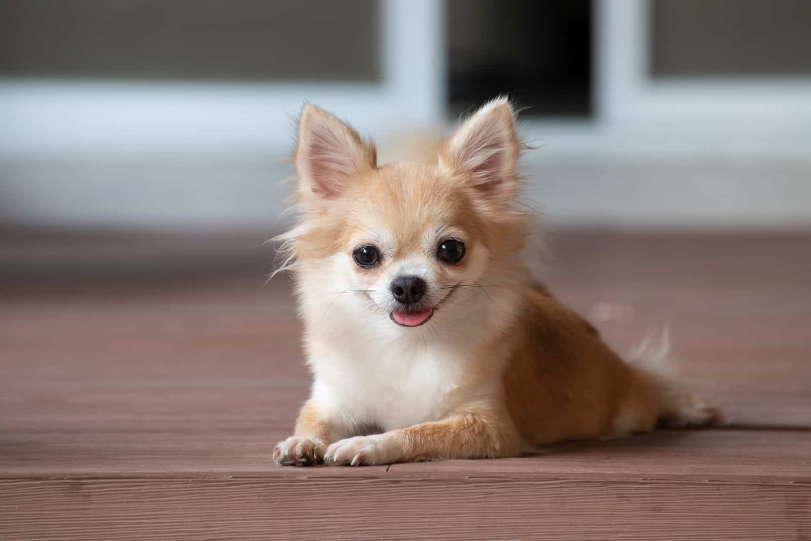 süßer kleiner Chihuahua auf dem Boden liegend