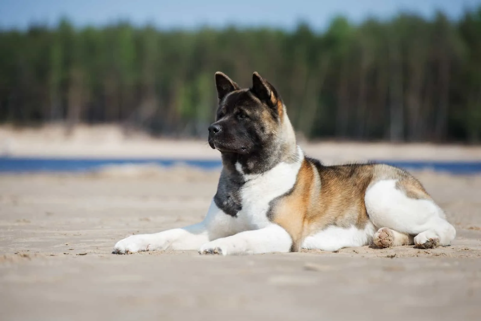 Amerikanischer Akita-Hund liegt am Strand