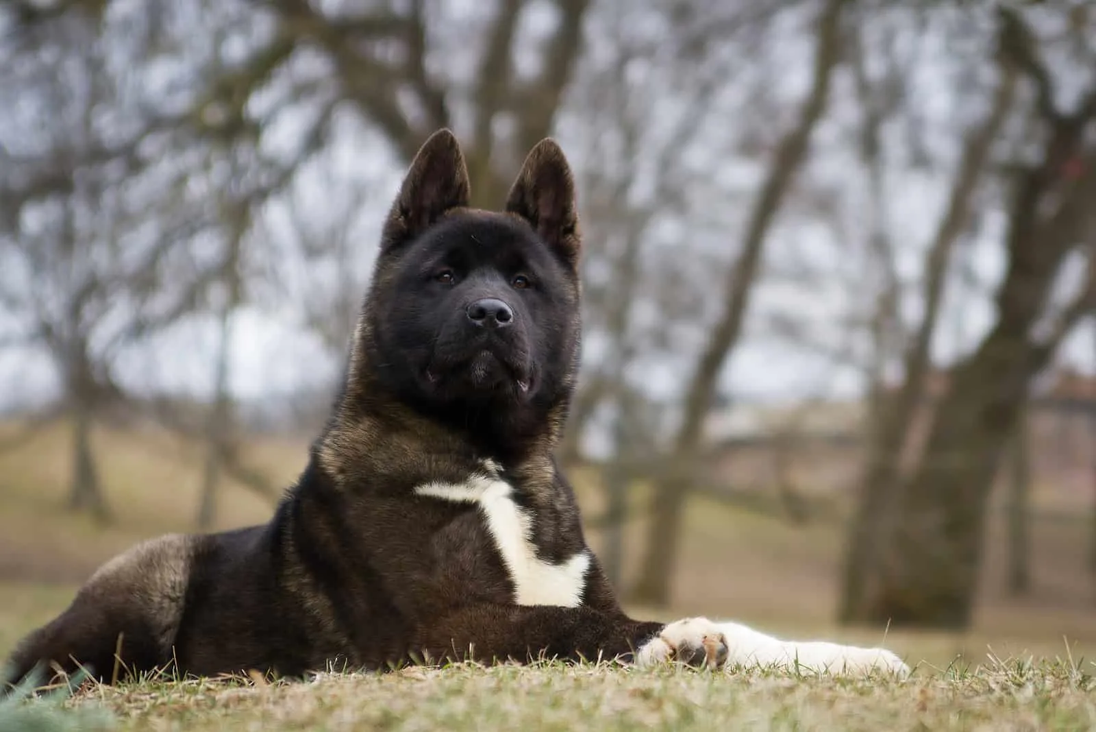 Amerikanischer Akita posiert draußen