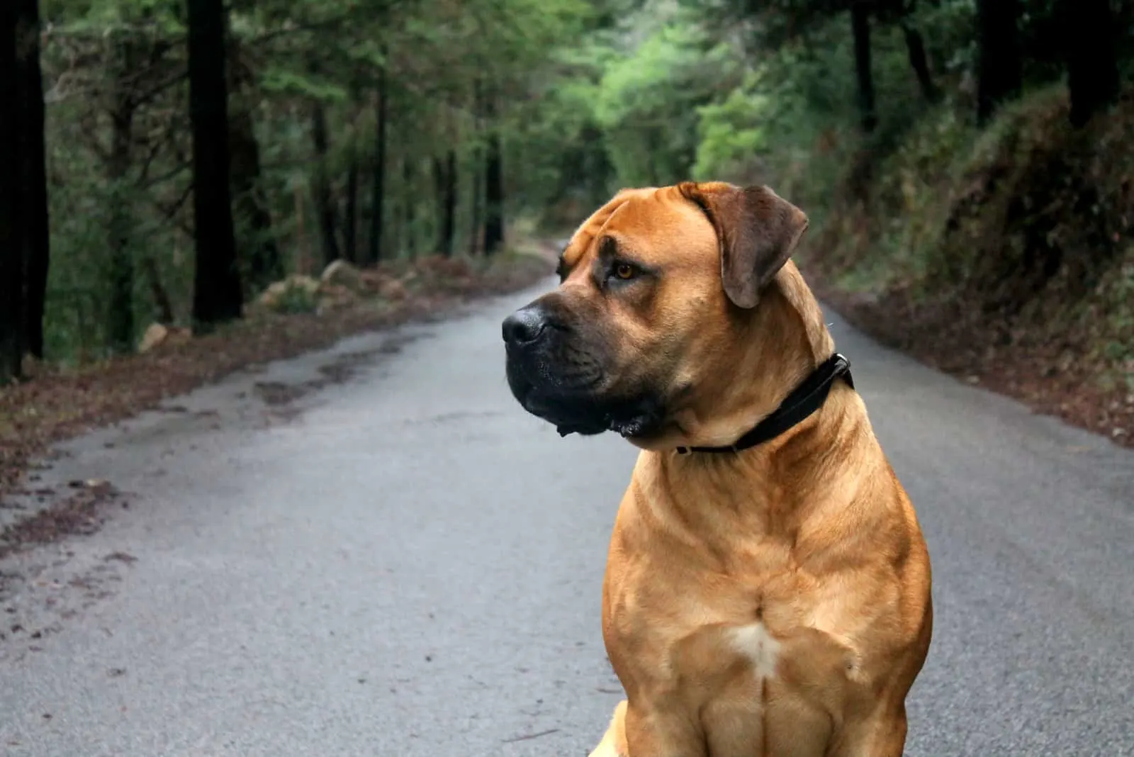 Boerboel Hund sitzt mitten auf der Straße in einem Wald