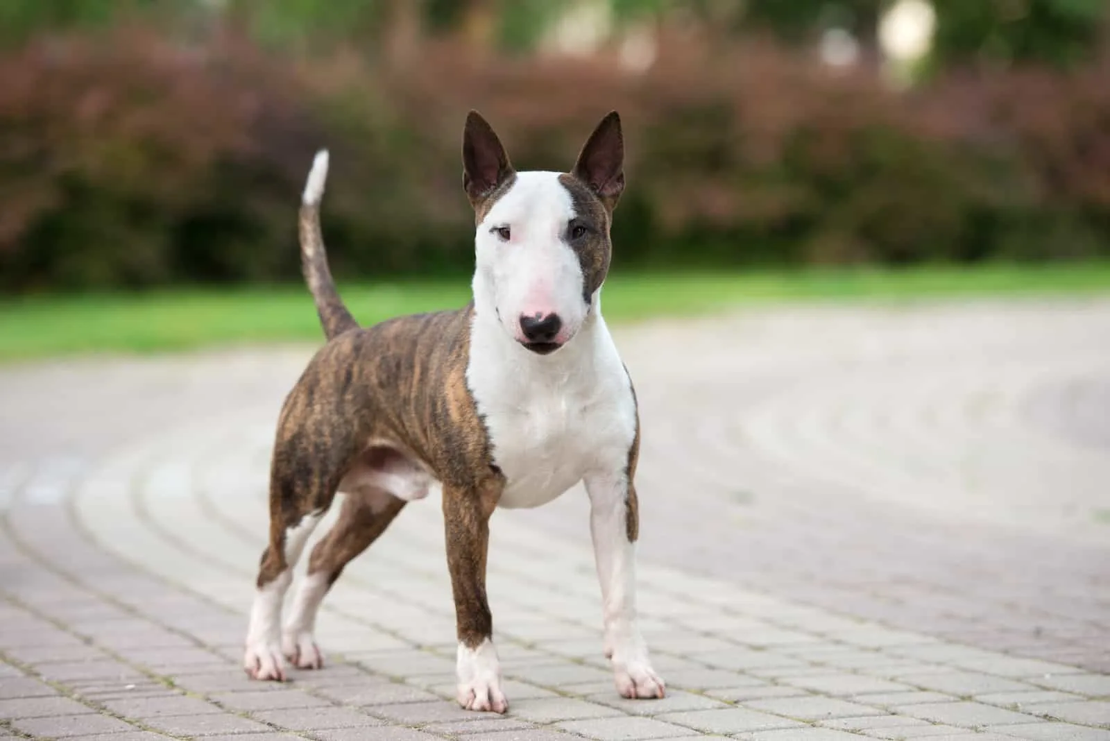 Bullterrier Hund im Freien stehen