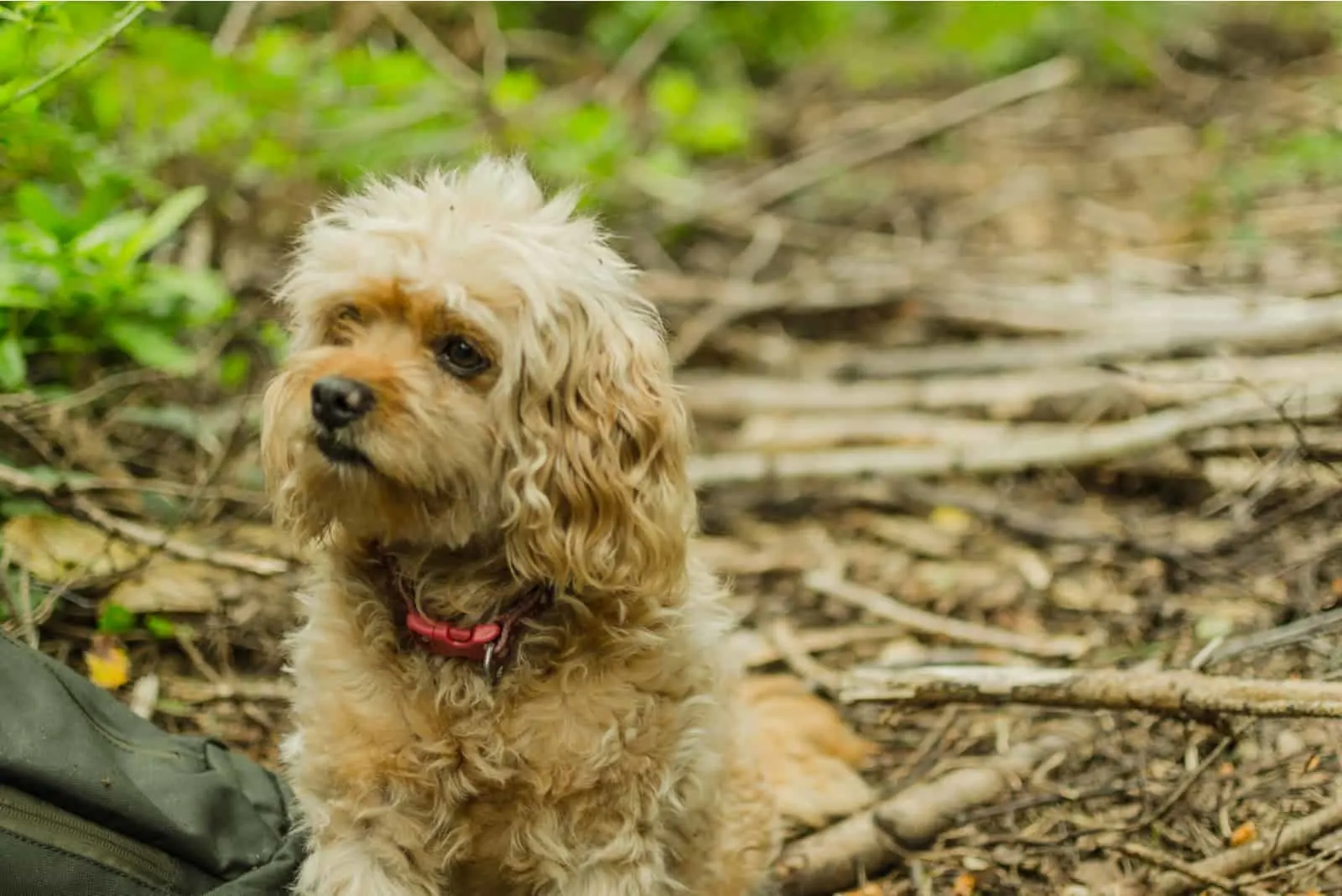 Cavapoo-Hund im Wald