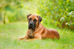 Boerboel liegt im Gras