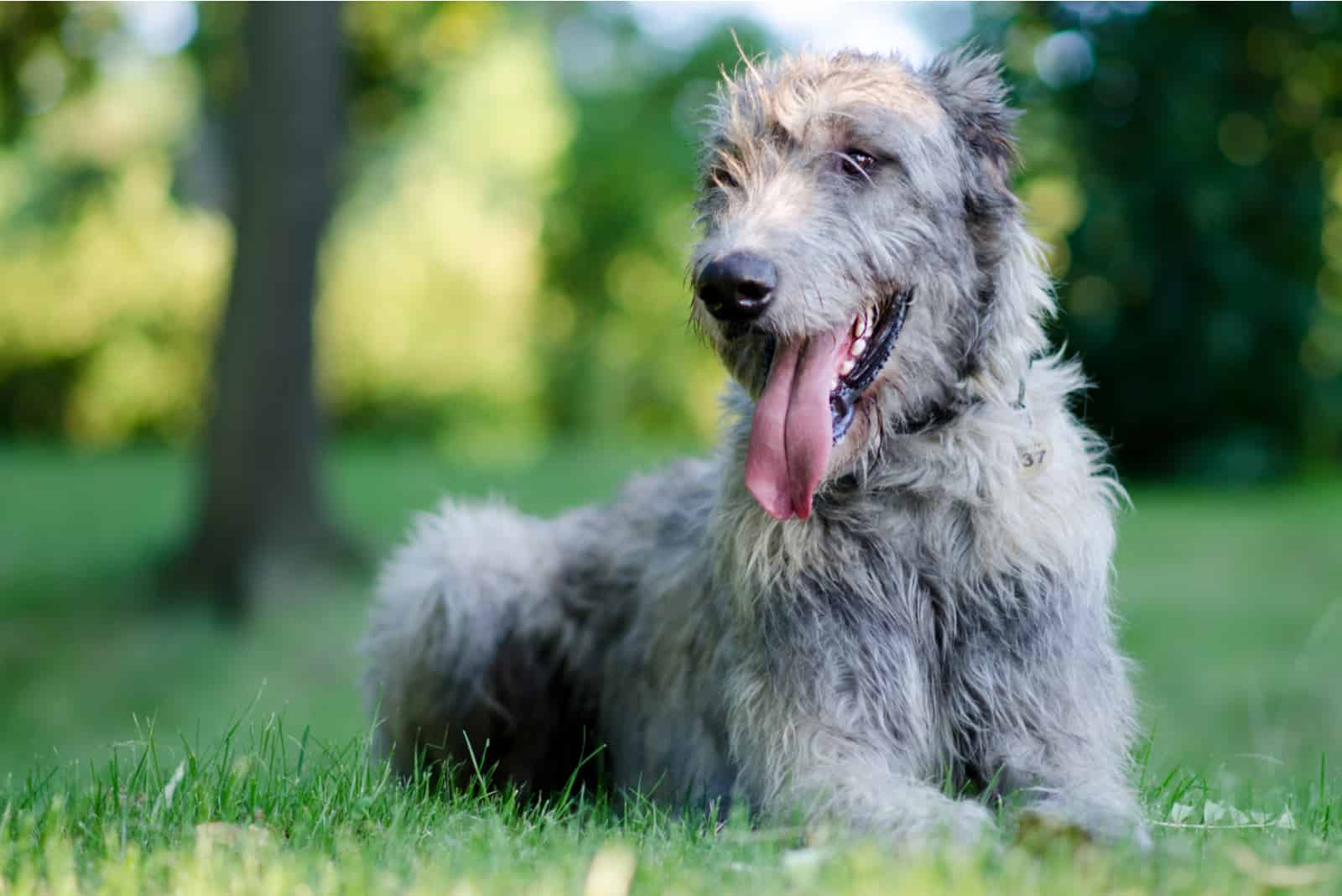 Der Irish Wolfhound Hund im Freien