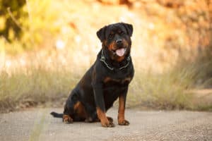 schöne große Hunderasse Rottweiler