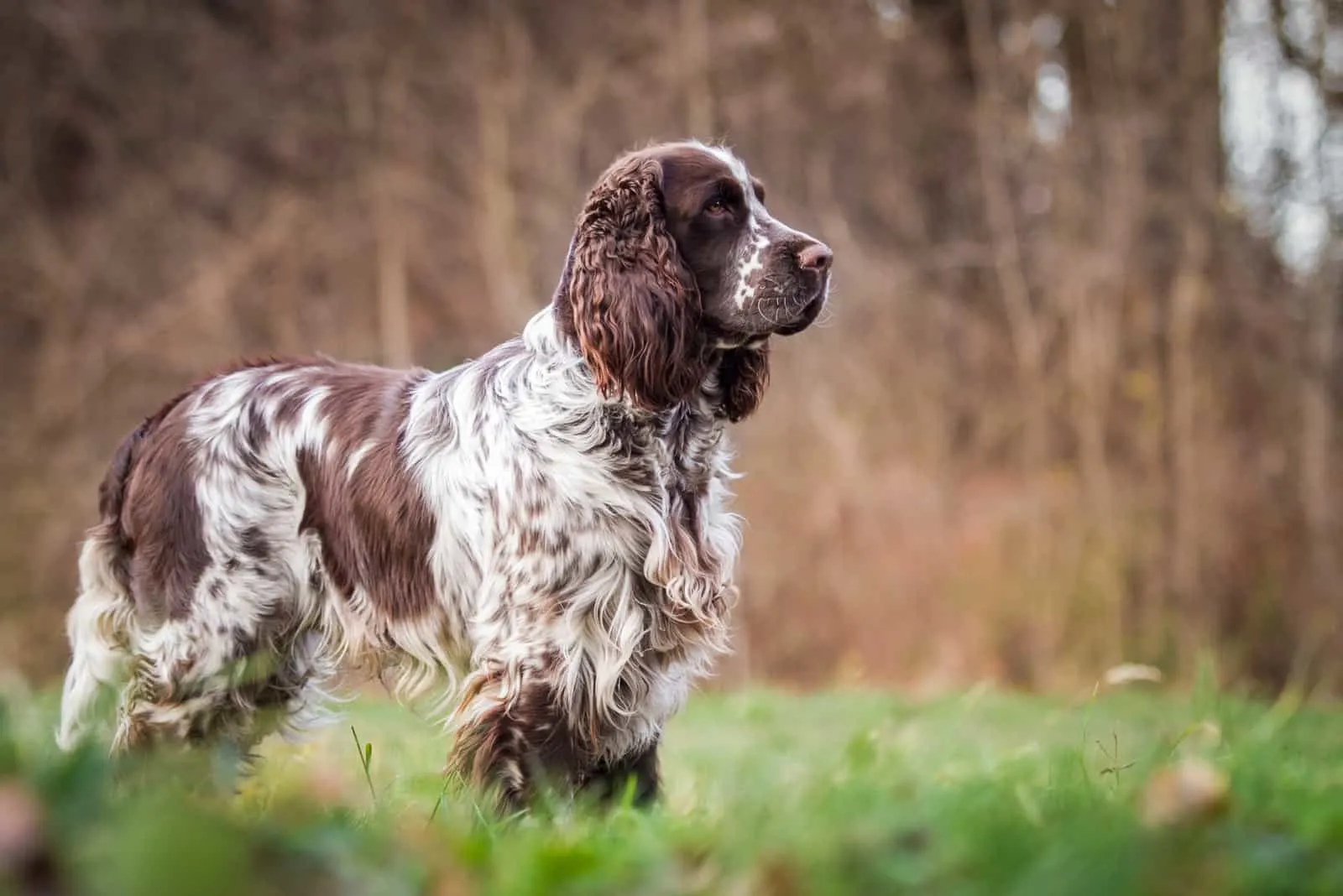 Englischer Springer Spaniel Hund im Freien
