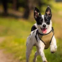 Hund läuft auf einer grünen Wiese