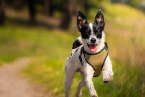 Hund läuft auf einer grünen Wiese