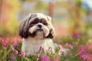 kleiner Shih Tzu Hund in wunderschöner Natur