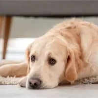 Golden Retriever Hund liegt mit traurigen Augen zu Hause auf dem Boden