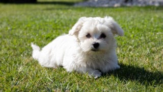 Malteser Hund weißer Welpe