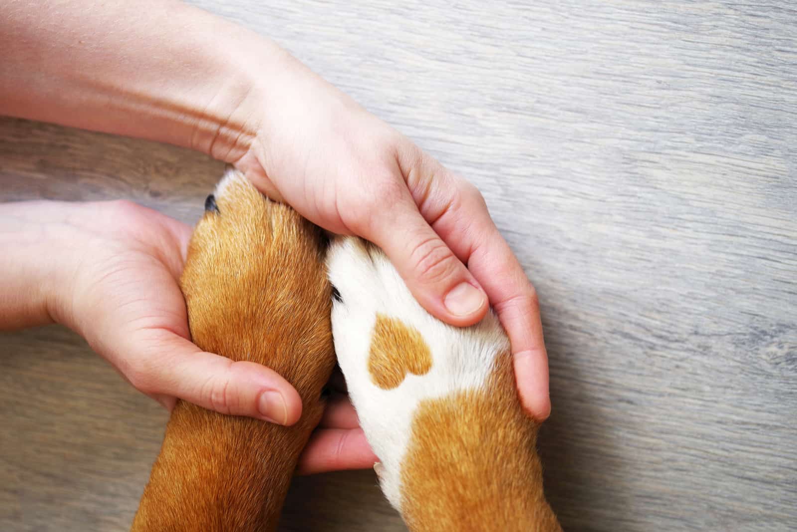 Hundepfoten mit einem Fleck in Form eines Herzens