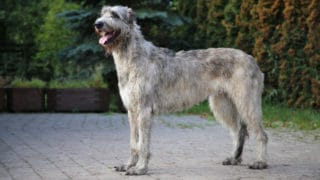 Der Hund der Irish Wolfhound-Rasse steht in der Natur
