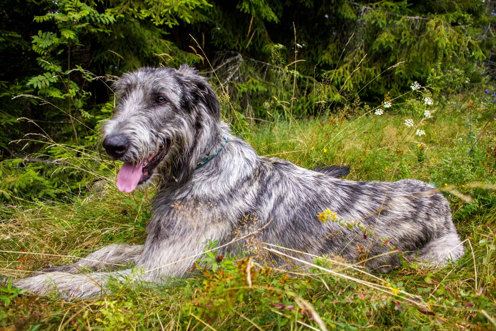 Irish Wolfhound Hund liegt auf dem Gras