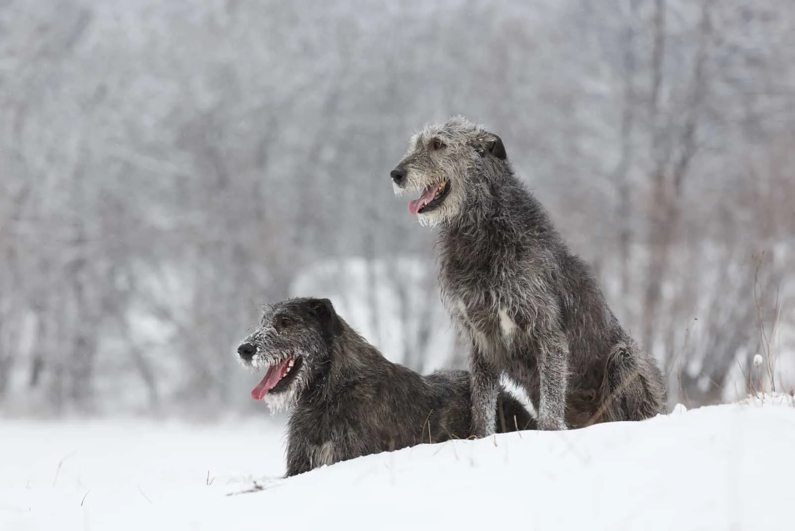 Irish Wolfhound Hunde sitzen im Winterwald