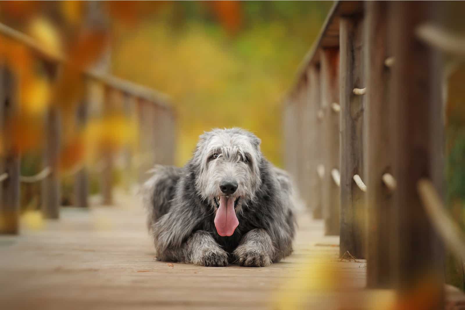 Irish Wolfhound Hundeporträt im Herbstpark