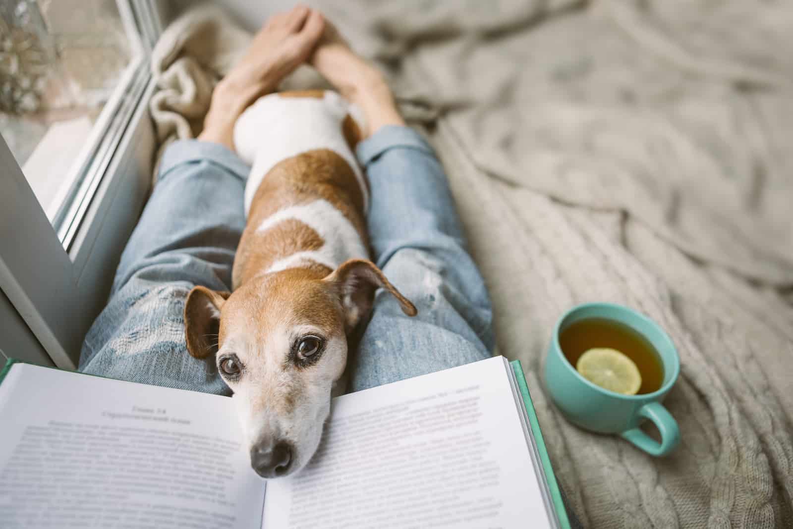Mit Hund zu Hause lesen