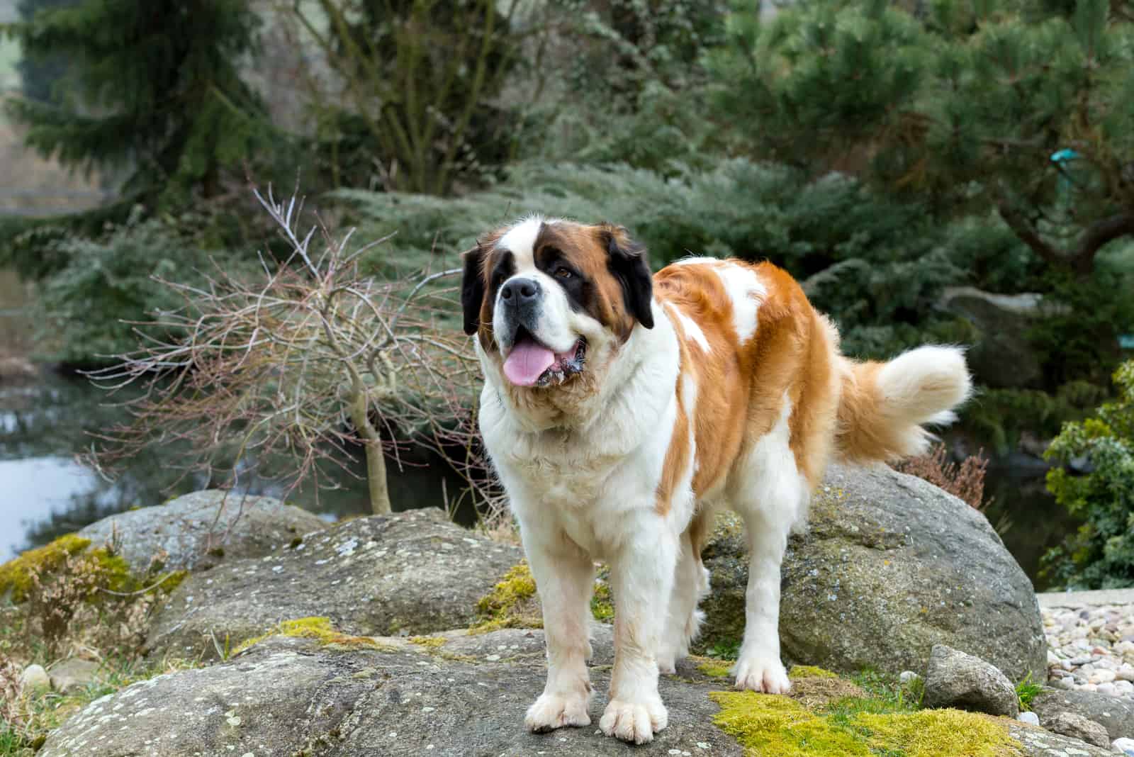 Porträt eines netten Bernhardiner-Hundes