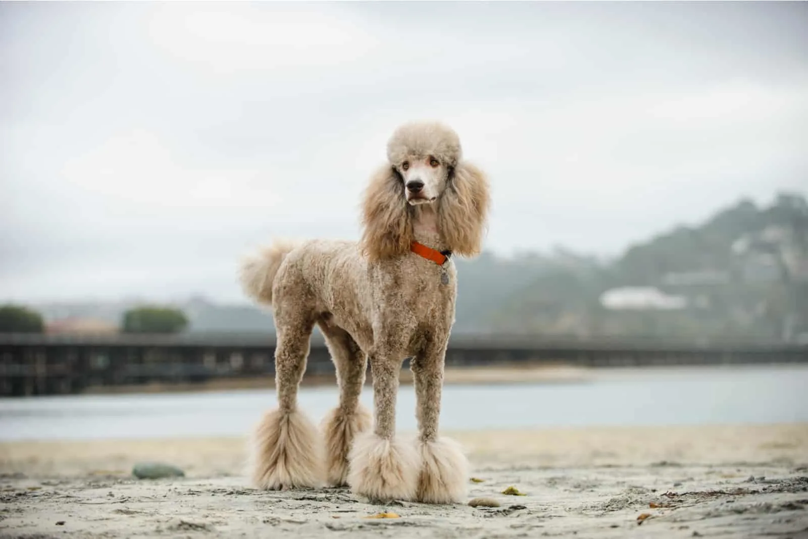 Pudelhundeportrait am Strand