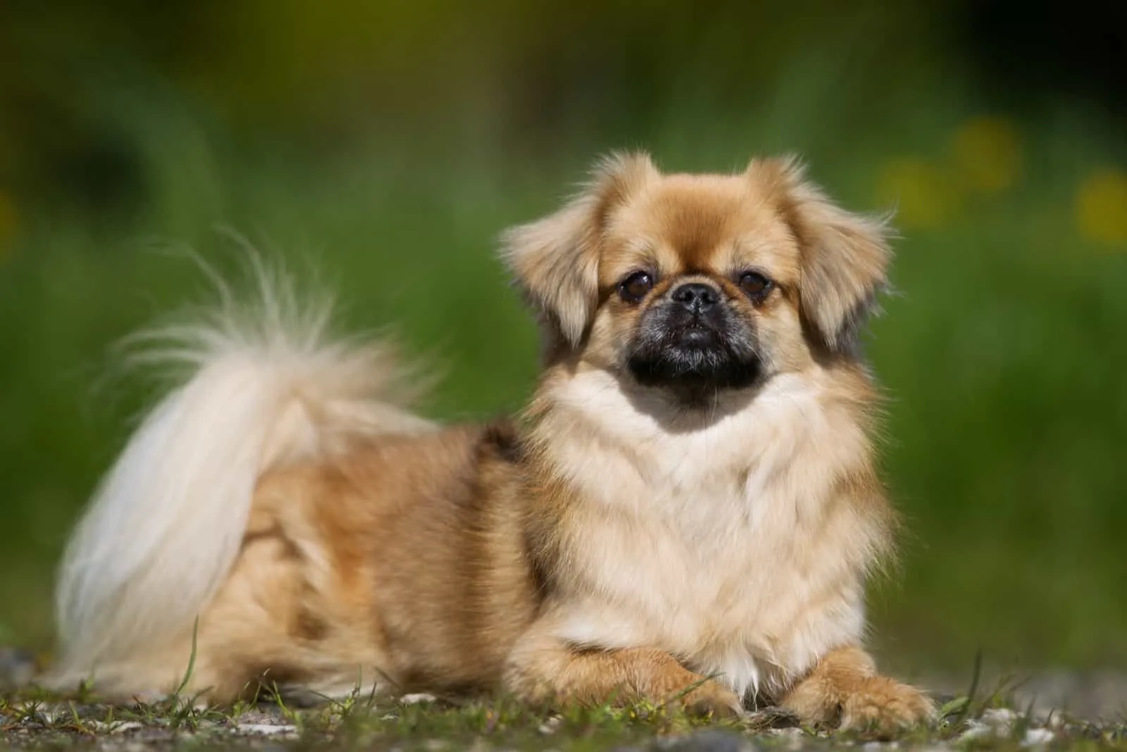 Reinrassiger tibetischer Spanielhund draußen in der Natur
