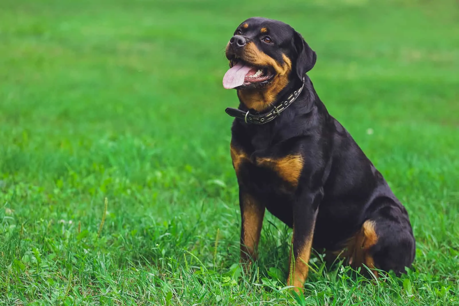 Rottweiler Hund im Park mit Leine