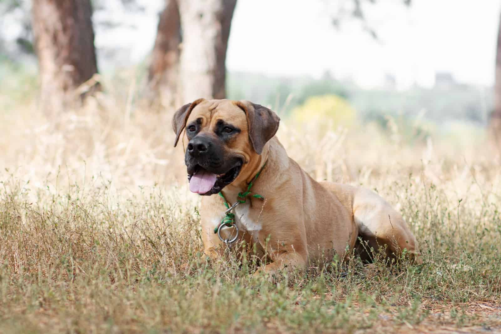 Südafrikanischer Boerboel-Hund posiert im Wald