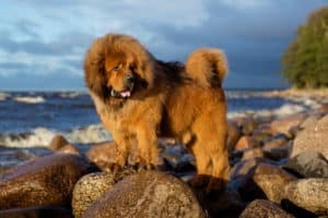 Tibetischer Mastiff auf den Felsen