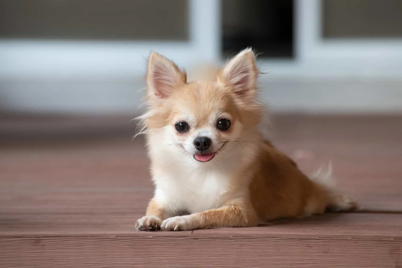 brauner Chihuahua auf dem Boden liegend