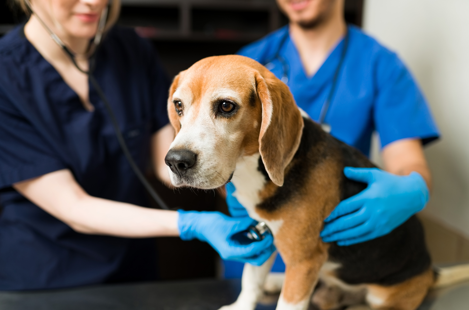 Beagle-Hund beim Tierarzt untersucht