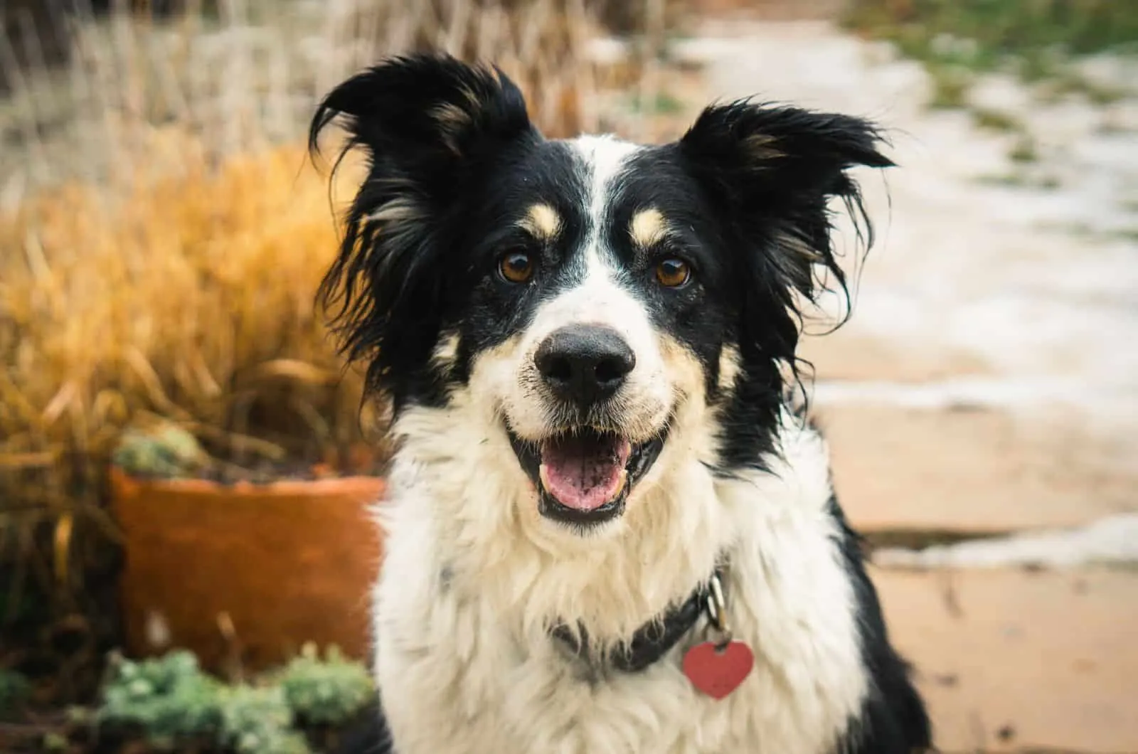 Border Collie mit Kragen