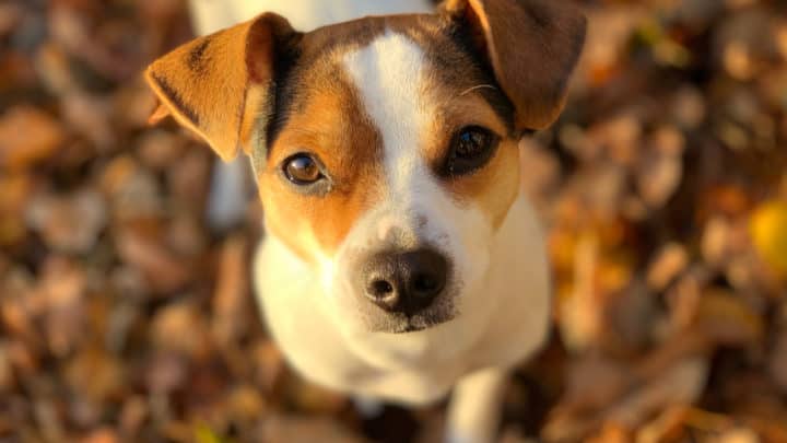 Der Dansk Svensk-Gardhund – Rasseportrait