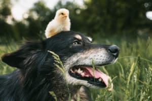 Hütehund mit Huhn auf dem Kopf