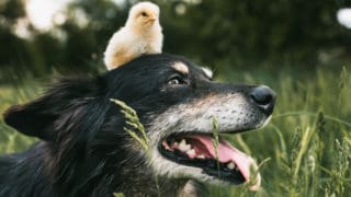 Hütehund mit Huhn auf dem Kopf