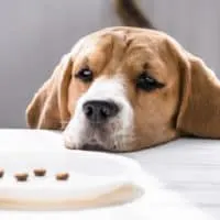 trauriger Hund schaut auf Essen