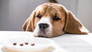 trauriger Hund schaut auf Essen