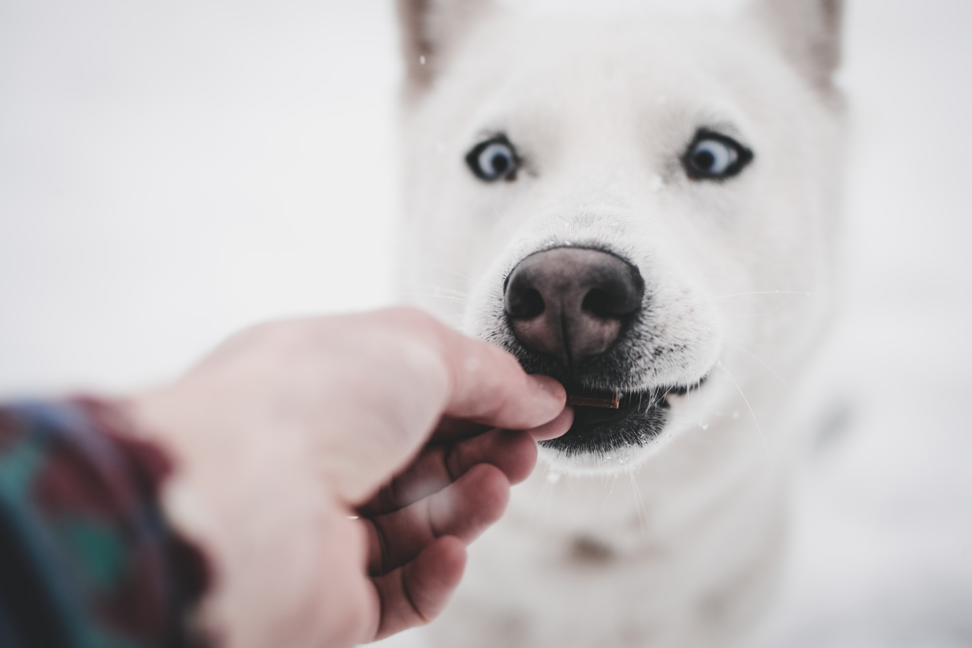 Hund bekommt einen Snack