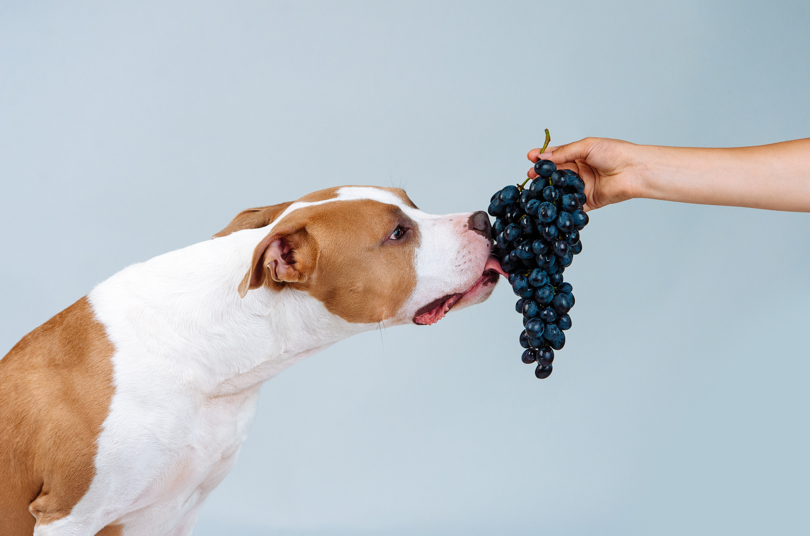 Hund isst Weintrauben