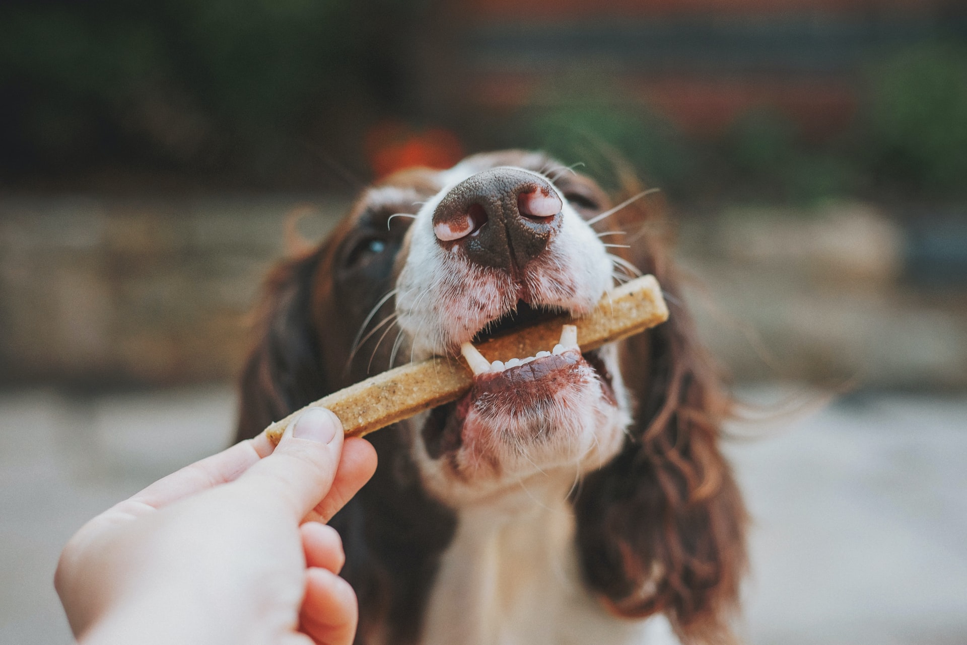 Hund isst einen Snack