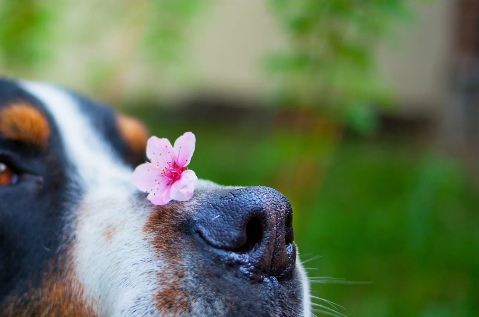 Hund mit Kirschblüte auf der Nase