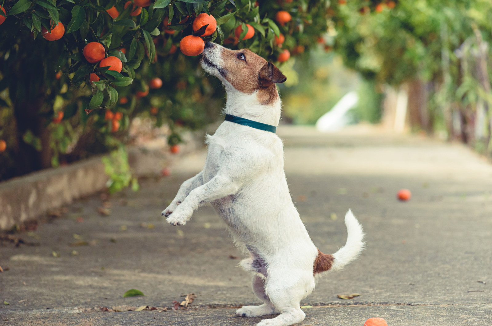 Hund schnüffelt Mandarinen