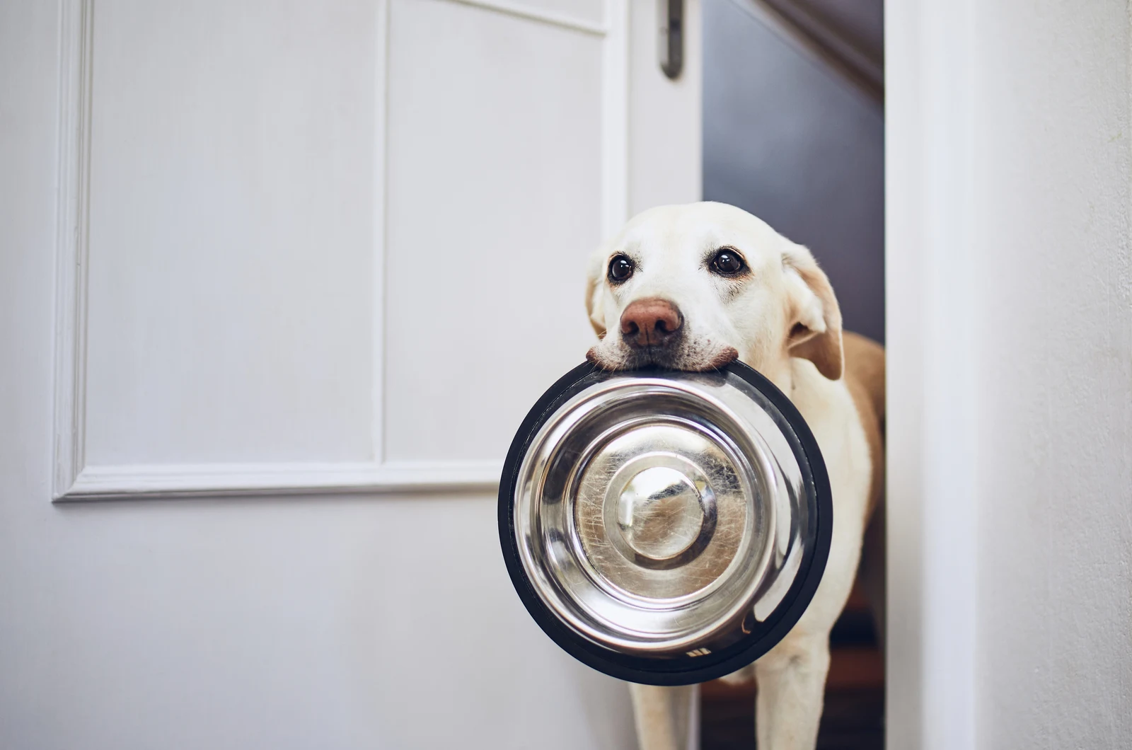 Hund trägt eine leere Schüssel