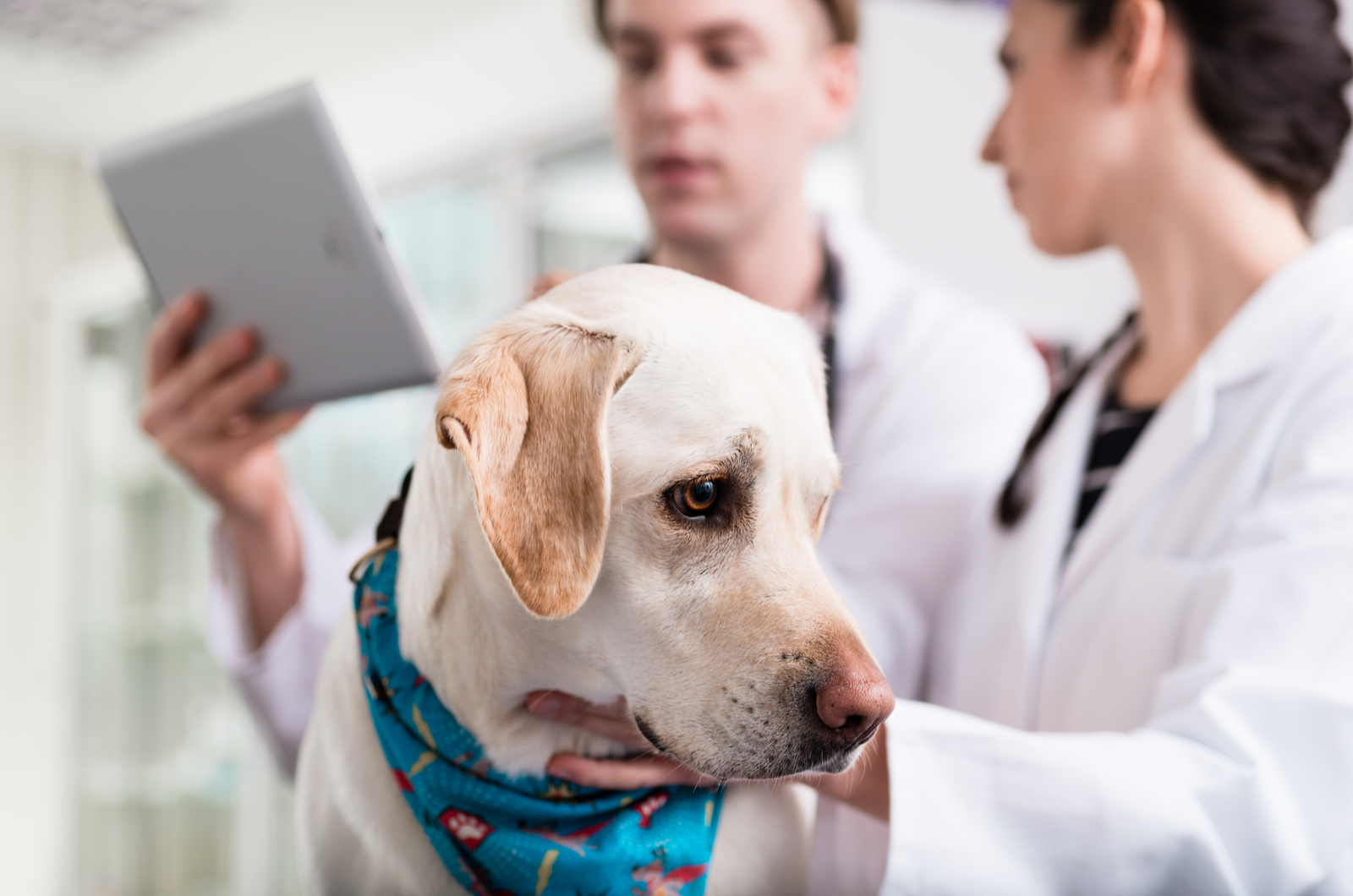 Labrador-Hund beim Tierarzt untersucht