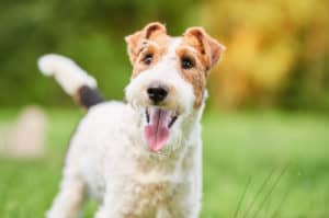 drahthaar foxterrier