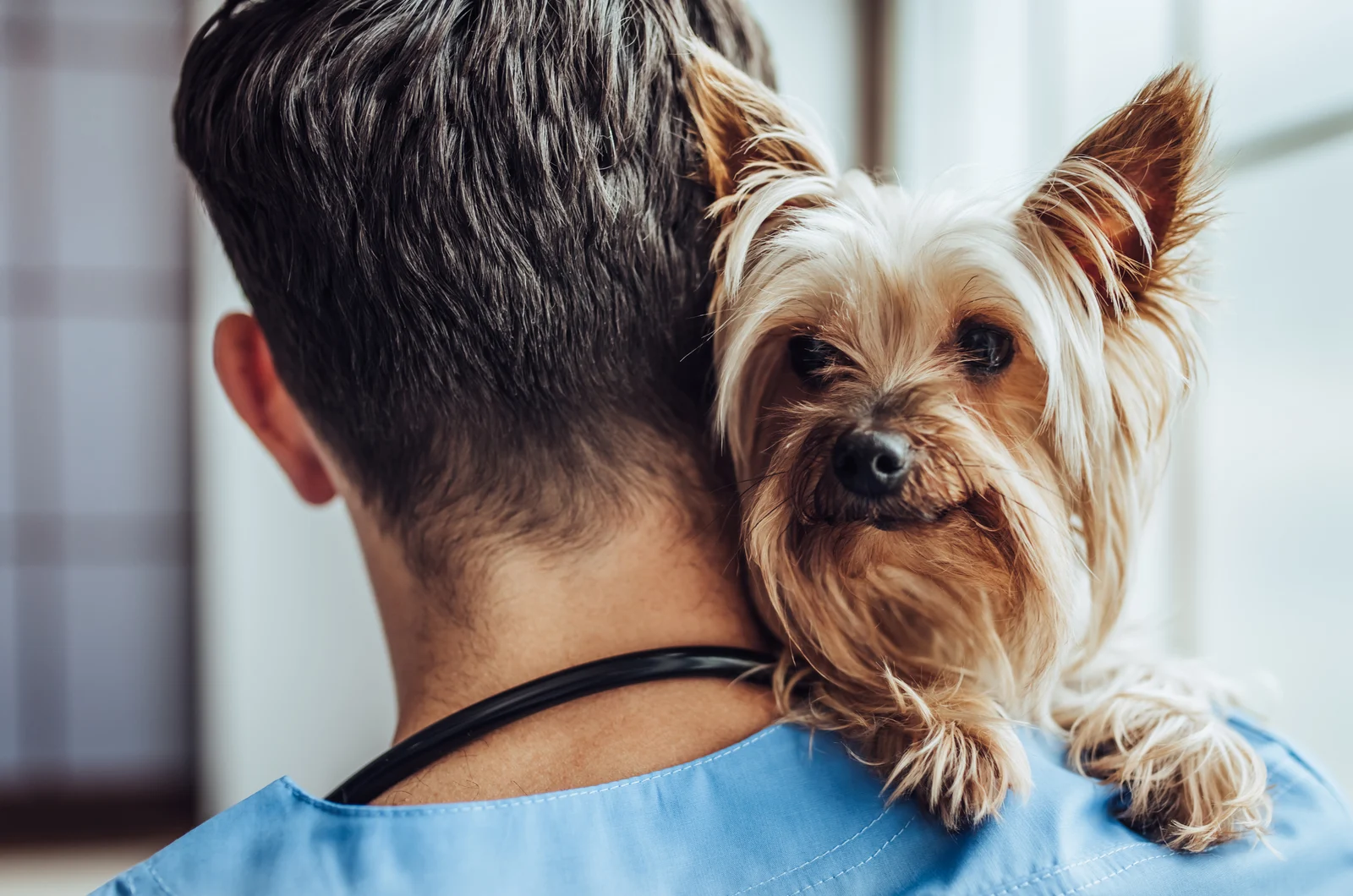 Tierarzt trägt einen kleinen Hund