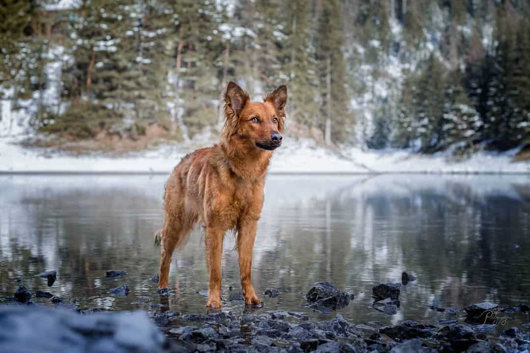 altdeutscher hutehund auf einem zugefrorenen see